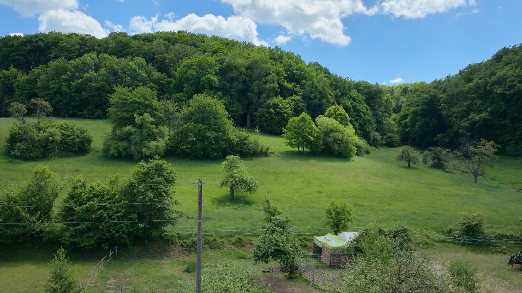 Ferienwohnung - Appartement "Painted Horse" Im Herzen Des Pfaelzer Waldes Reichenbach-Steegen Eksteriør bilde